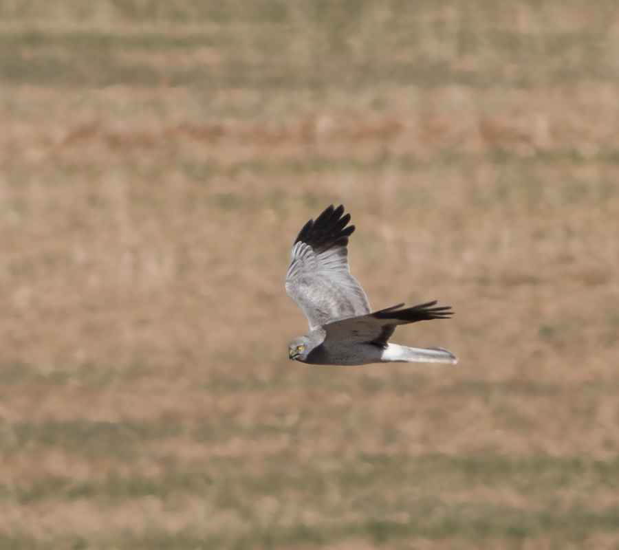 Hen Harrier